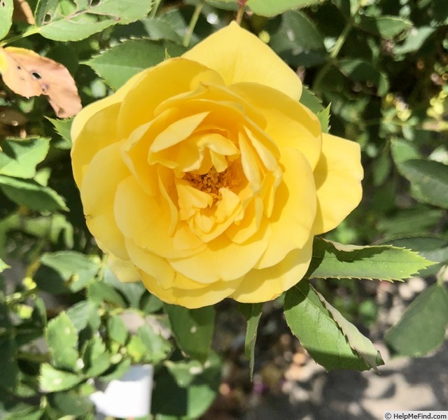 'MMILC3GJ' rose photo