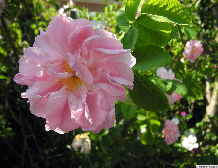 'Celsiana' rose photo