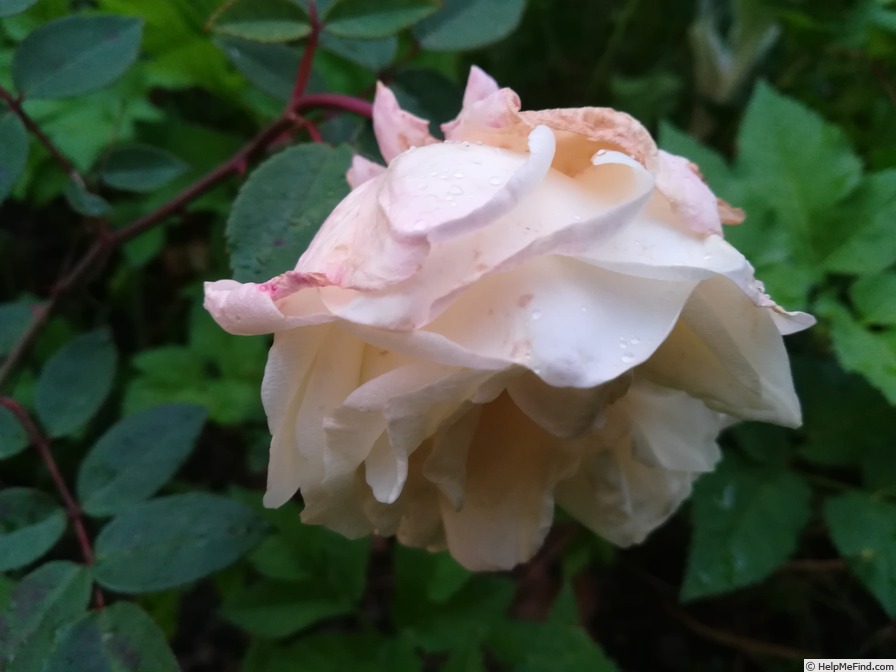 'William R. Smith' rose photo