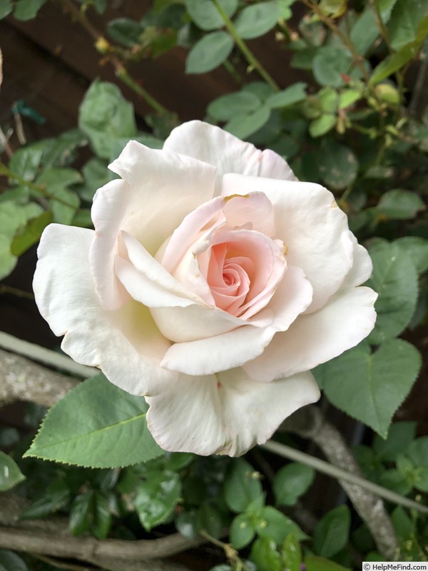 'Jardins de Bagatelle®' rose photo