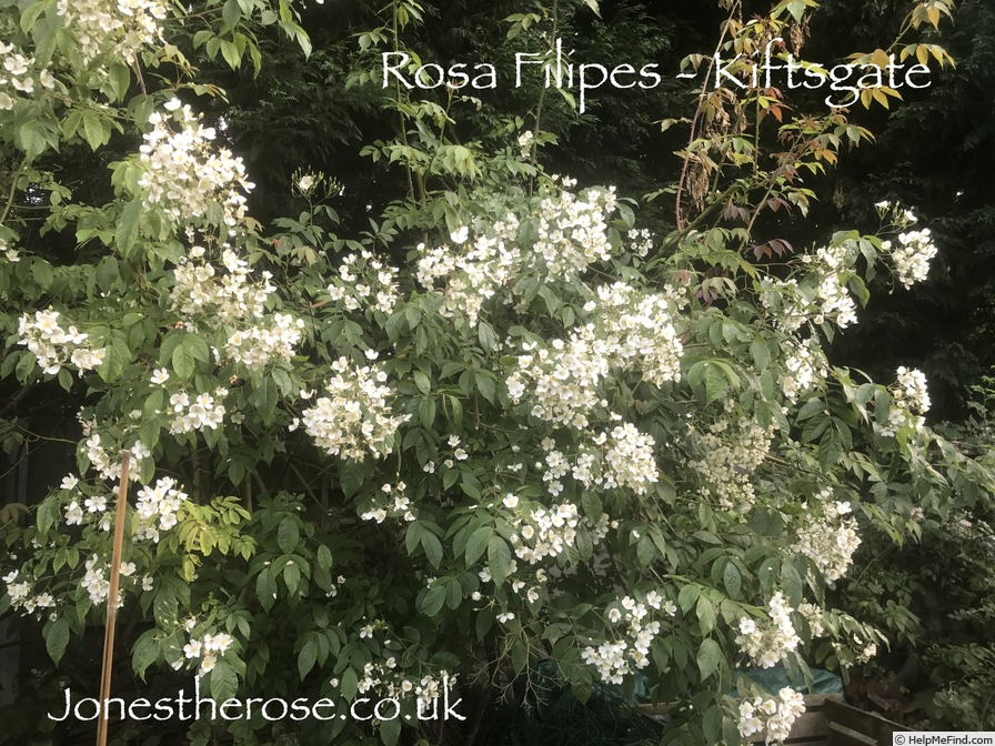 '<i>Rosa filipes</i> 'Kiftsgate'' rose photo
