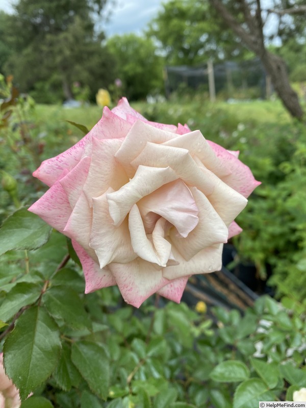 'Pinkerbelle™' rose photo