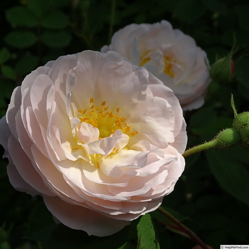 'El Ariana' rose photo