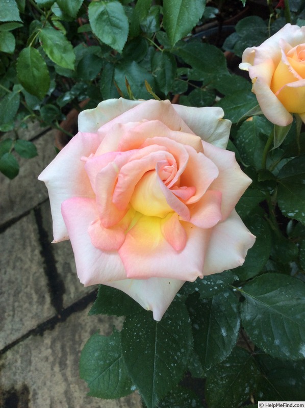 'Scentsation' rose photo