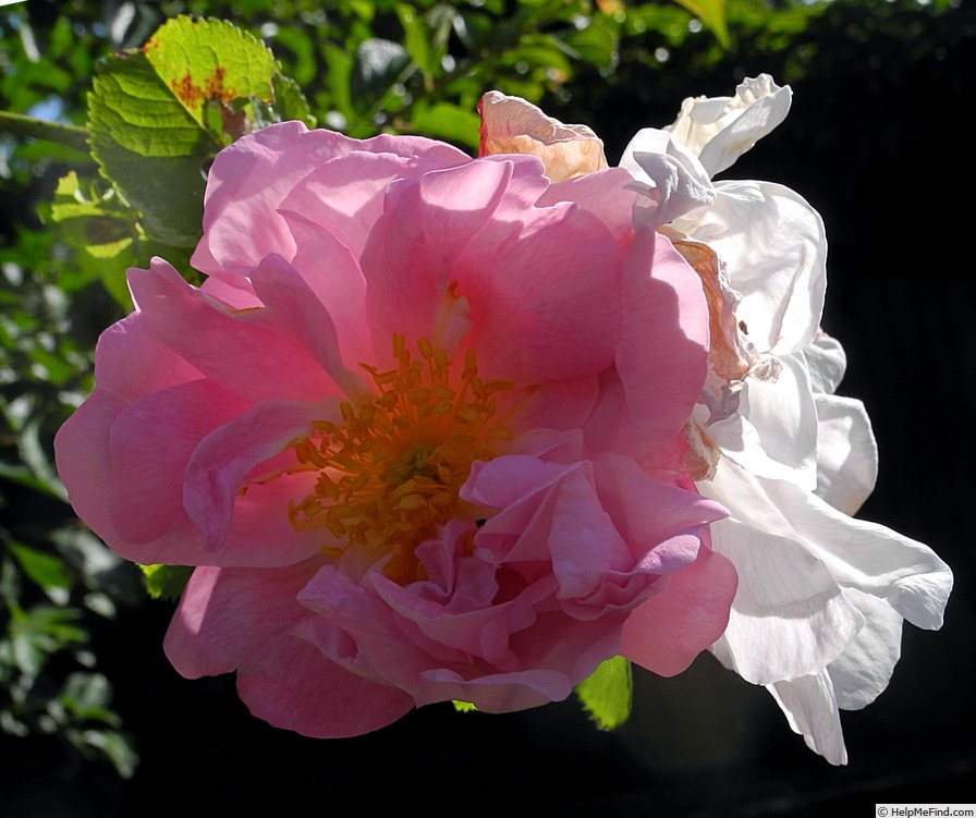 'Celsiana' rose photo