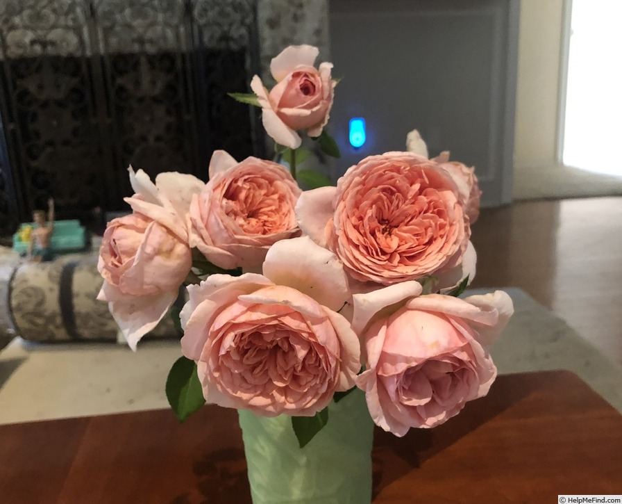 'Abraham Darby' rose photo