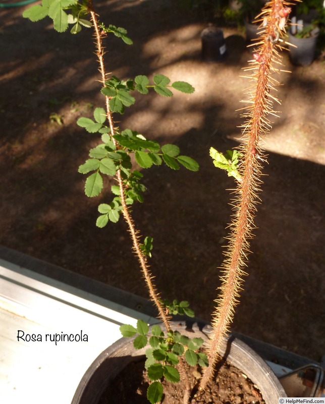 '<i>Rosa rupincola</i> Fisch. ex Sweet synonym' rose photo