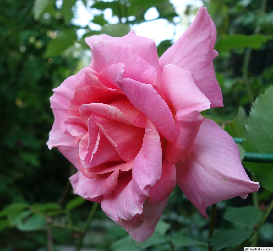 'John Grooms' rose photo