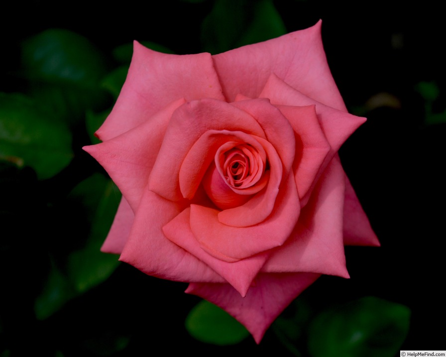 'Lausanne (hybrid tea, McGredy 1991)' rose photo