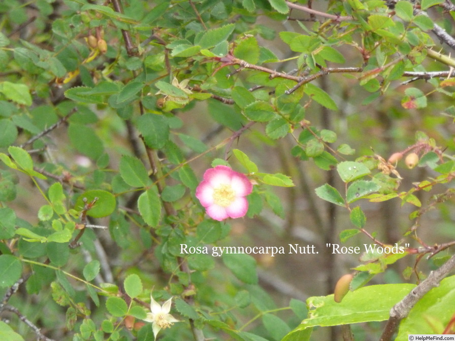 '<i>Rosa gymnocarpa</i> Nutt.' rose photo