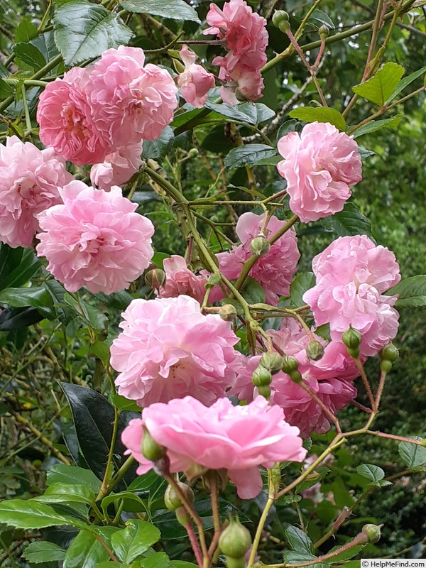 'Oriflamme (hybrid multiflora, Paul, 1914)' rose photo