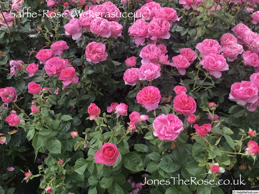 'Saffie-Rose' rose photo