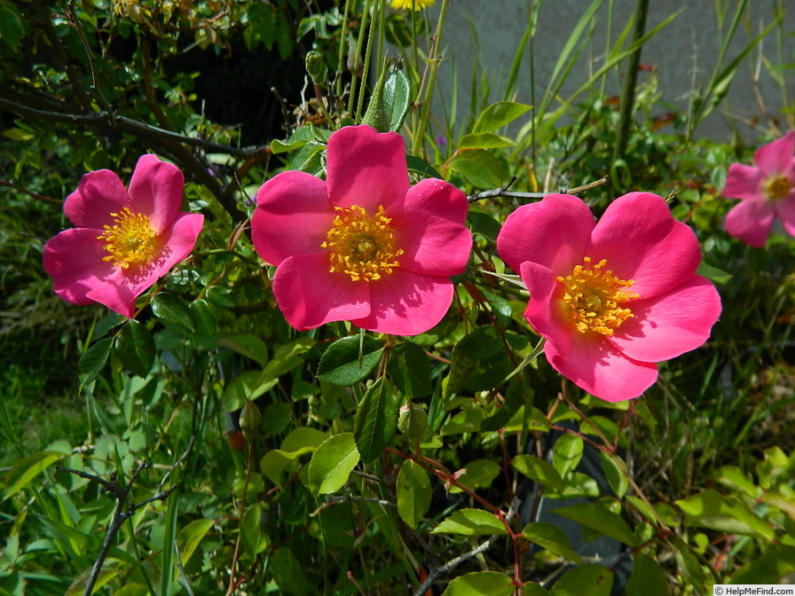 'L56min2' rose photo