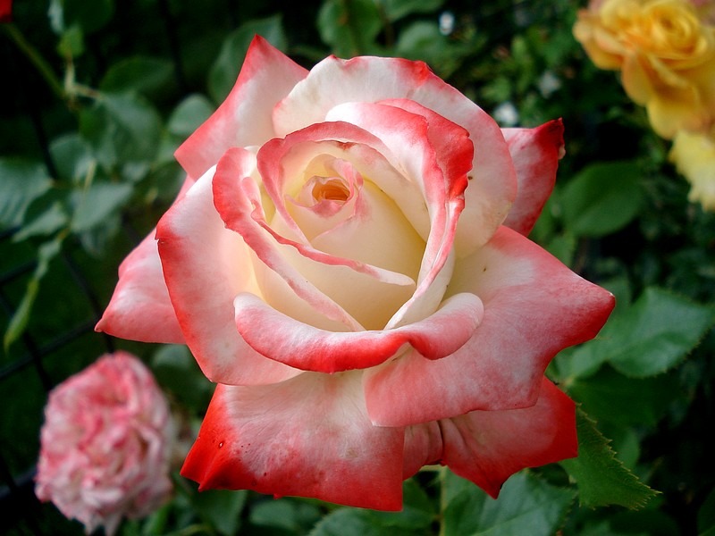 'Impératrice Farah ®' rose photo