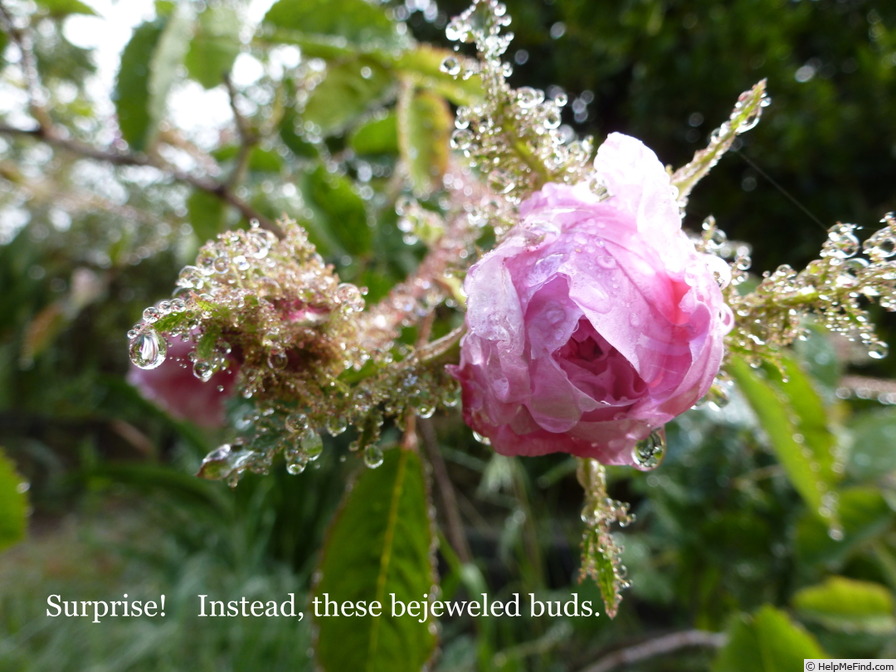 'Old Pink Moss' rose photo