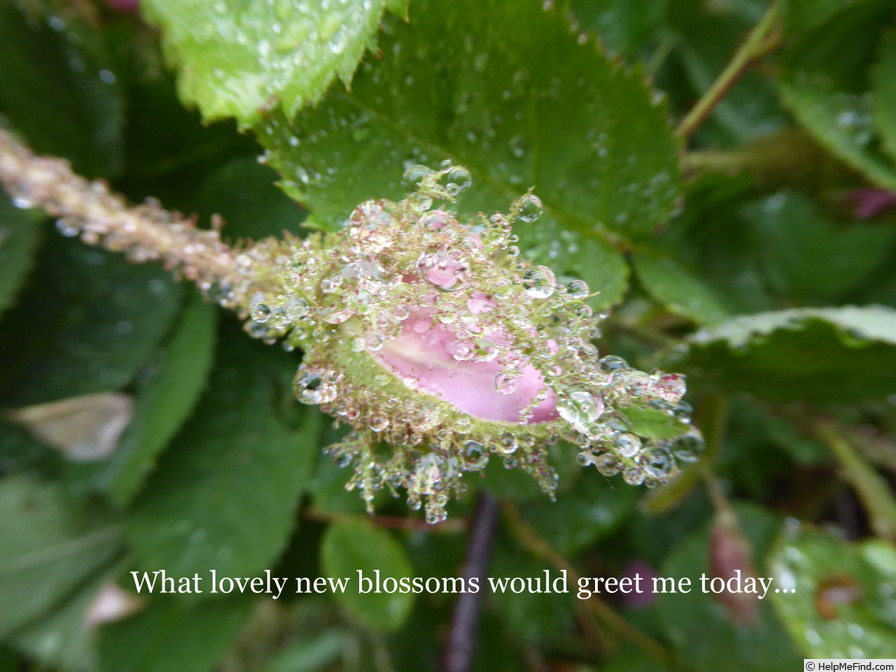 'Old Pink Moss' rose photo