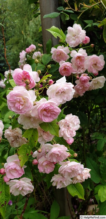 'Ydrerosen' rose photo