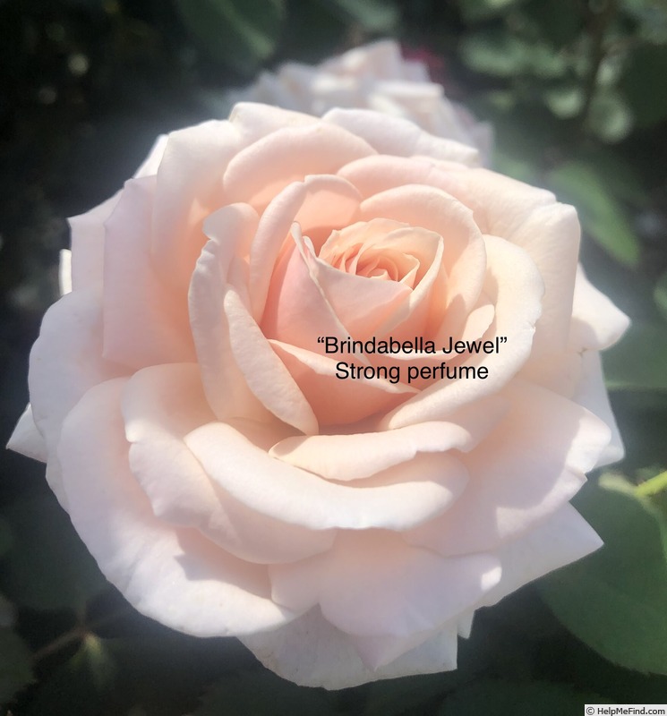 'Brindabella Jewel' rose photo