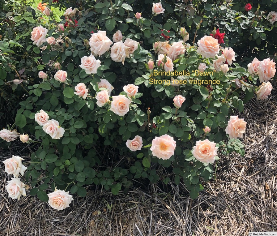 'Brindabella Dawn' rose photo