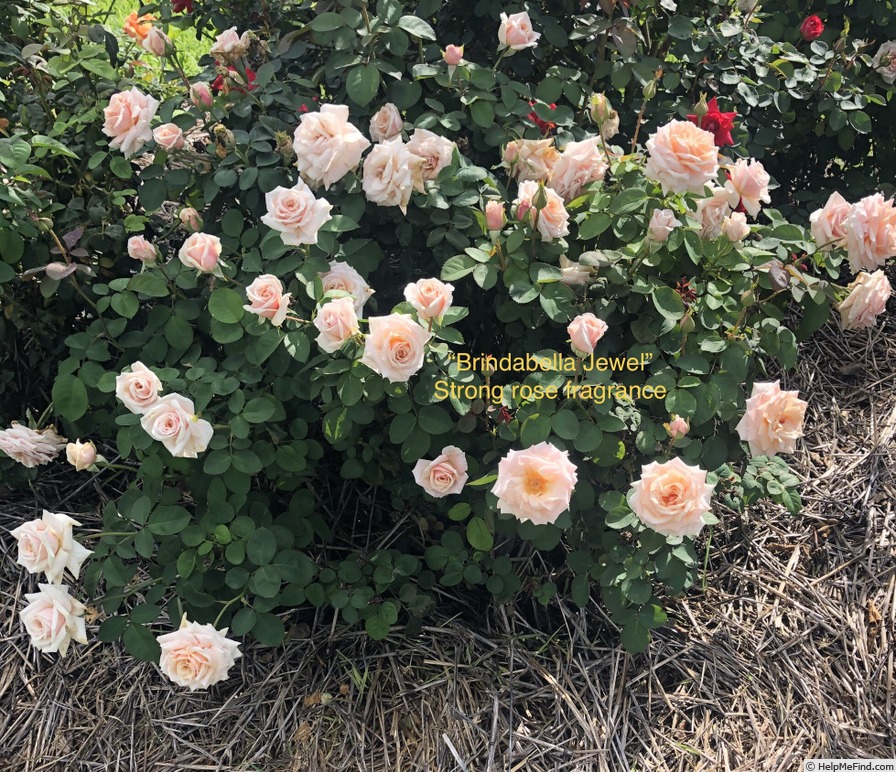'Brindabella Jewel' rose photo