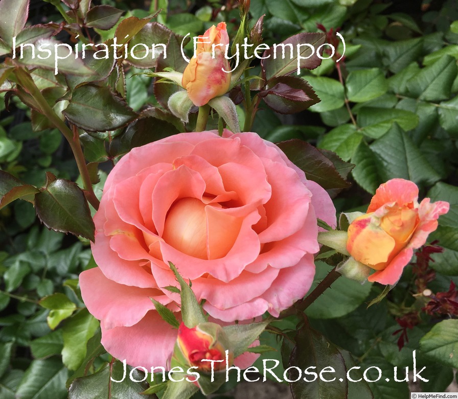 'Inspiration (hybrid tea, Fryer 2014)' rose photo