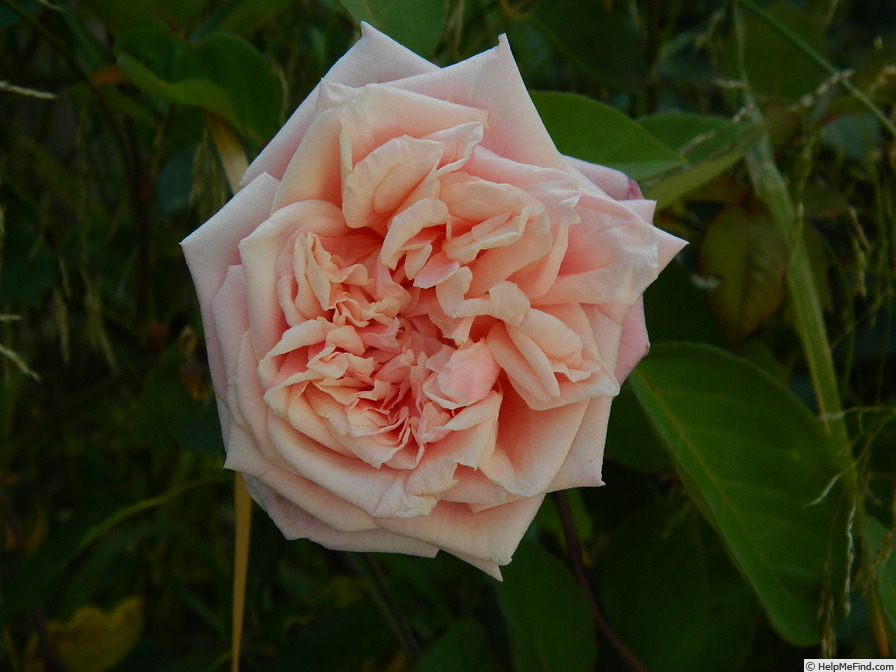 'Edith Perry' rose photo