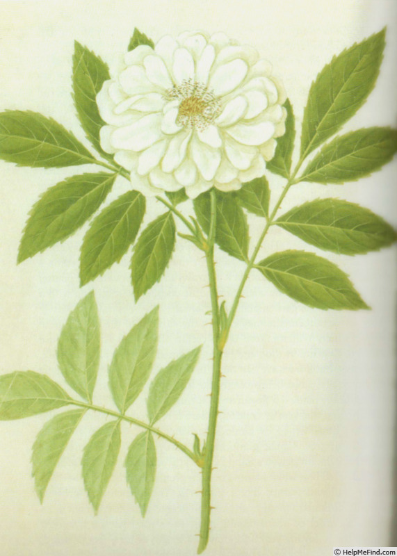 'White Banksia' rose photo