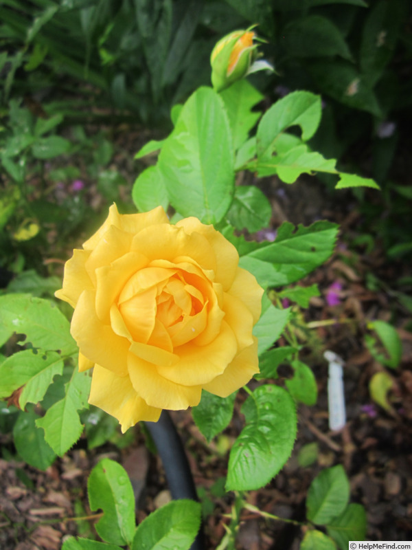 'Golden Opportunity™ (Climber, Carruth before 2020)' rose photo