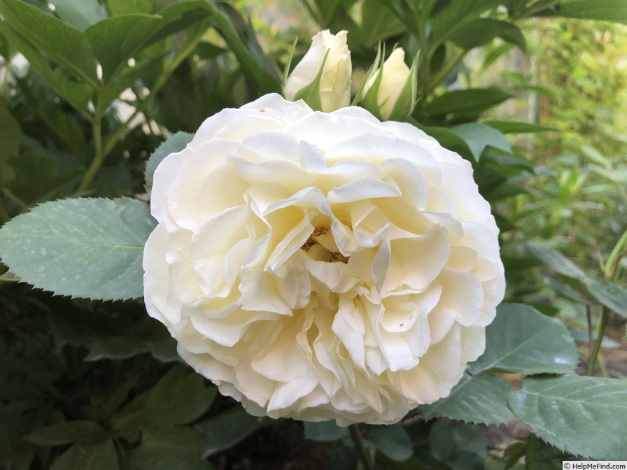 'Mary Webb ®' rose photo