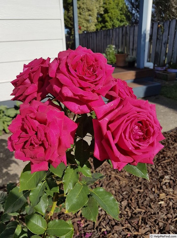 'Magnifi-scent' rose photo
