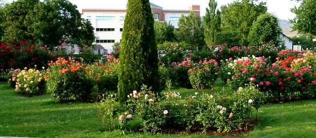 'Julia Davis Rose Garden'  photo