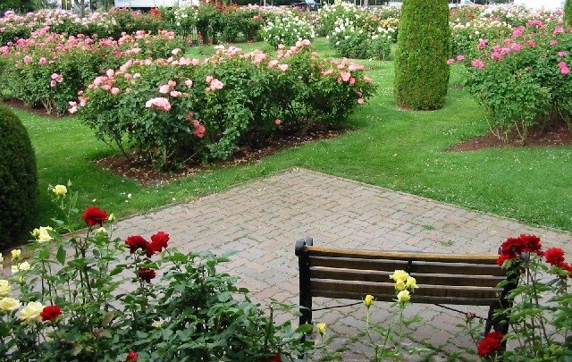 'Julia Davis Rose Garden'  photo