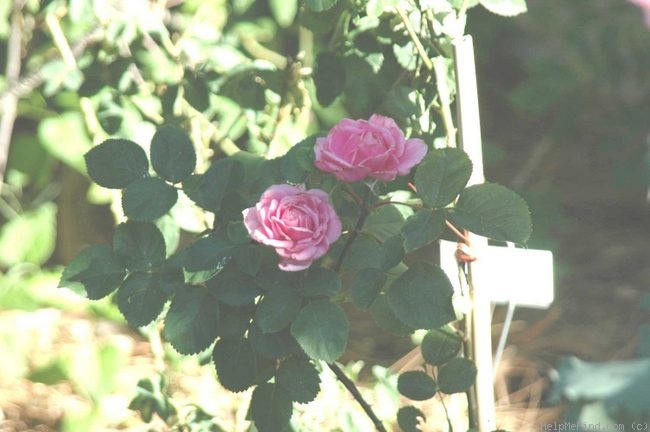 'Amadine' rose photo