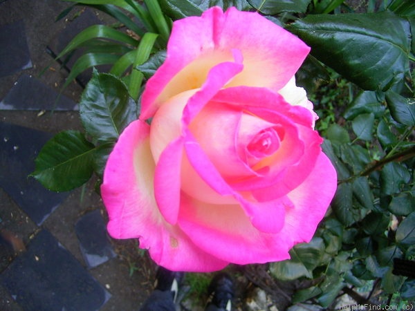 'McGredy's Händel' rose photo