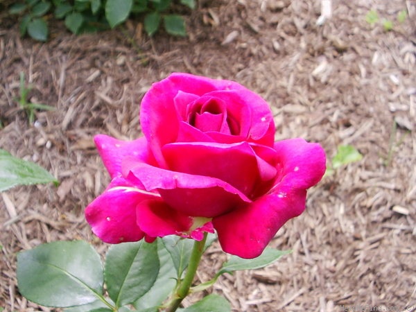 'Stephens' Big Purple (Hybrid Tea, Stephens, 1985)' rose photo