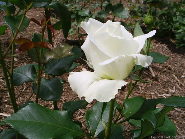'Pascali' rose photo