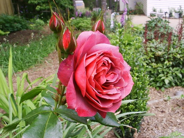 'Hot Cocoa ™ (Floribunda, Carruth, 2002)' rose photo