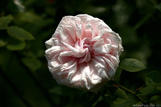 'Souvenir de la Malmaison' rose photo