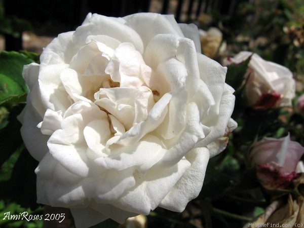 'Annie Vibert' rose photo