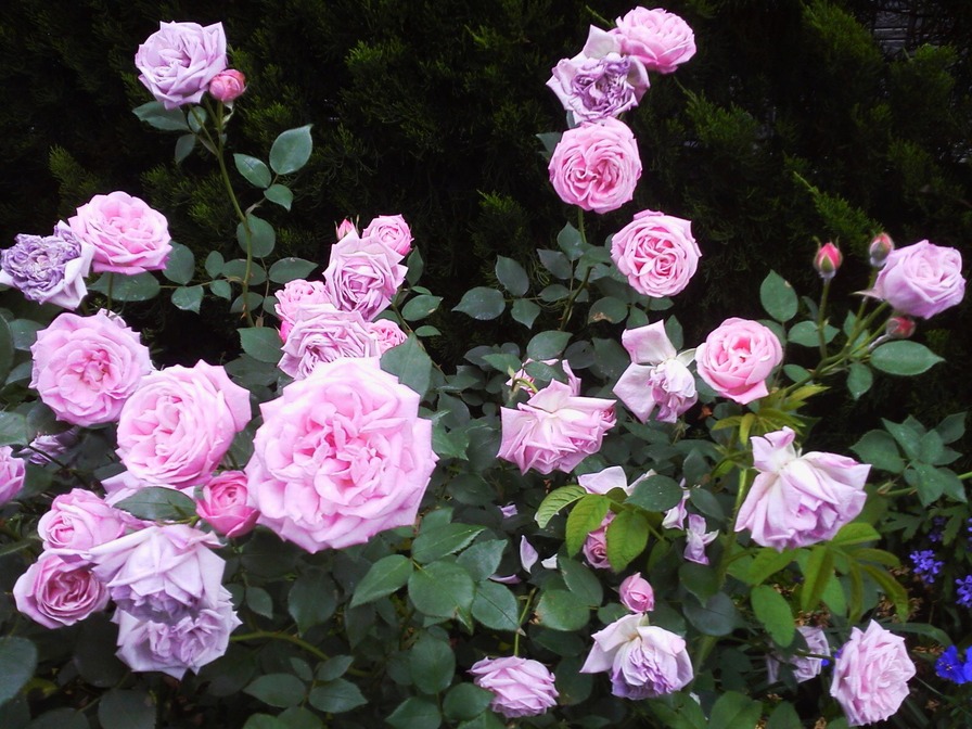 'Hermosa (bourbon, Marchesseau, 1832)' rose photo