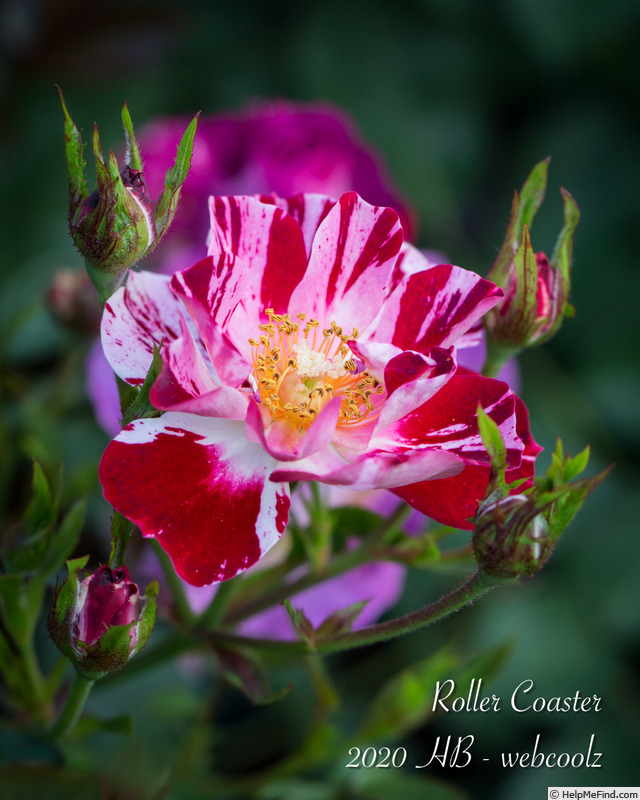 'Roller Coaster' rose photo