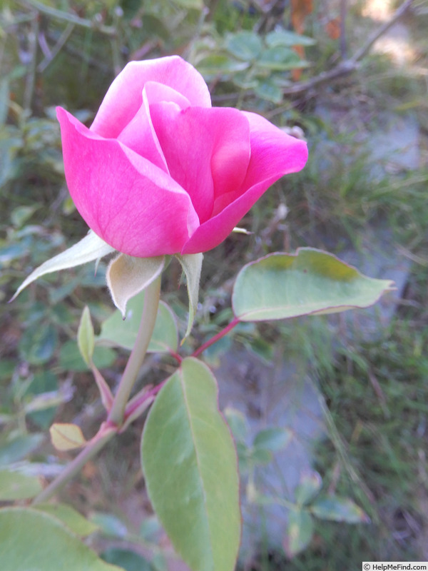 'Madame Lombard' rose photo