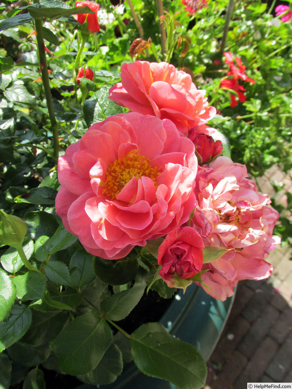 'Carl Laemmle Rose' rose photo