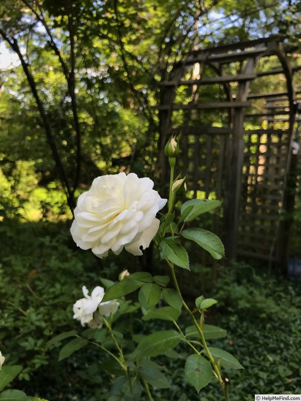 'Heather's White' rose photo
