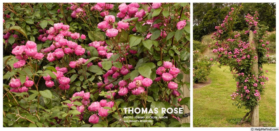 'Thomas Rose' rose photo