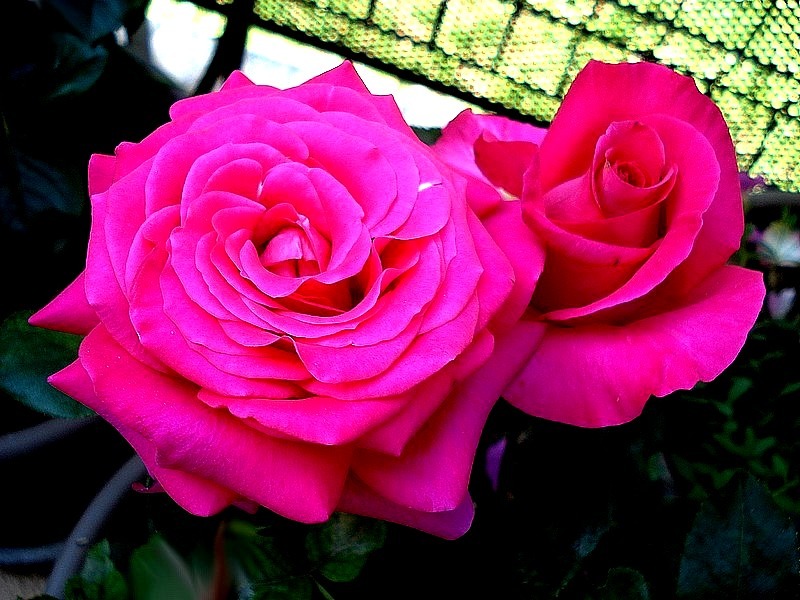 'Charme de Bezouotte ®' rose photo