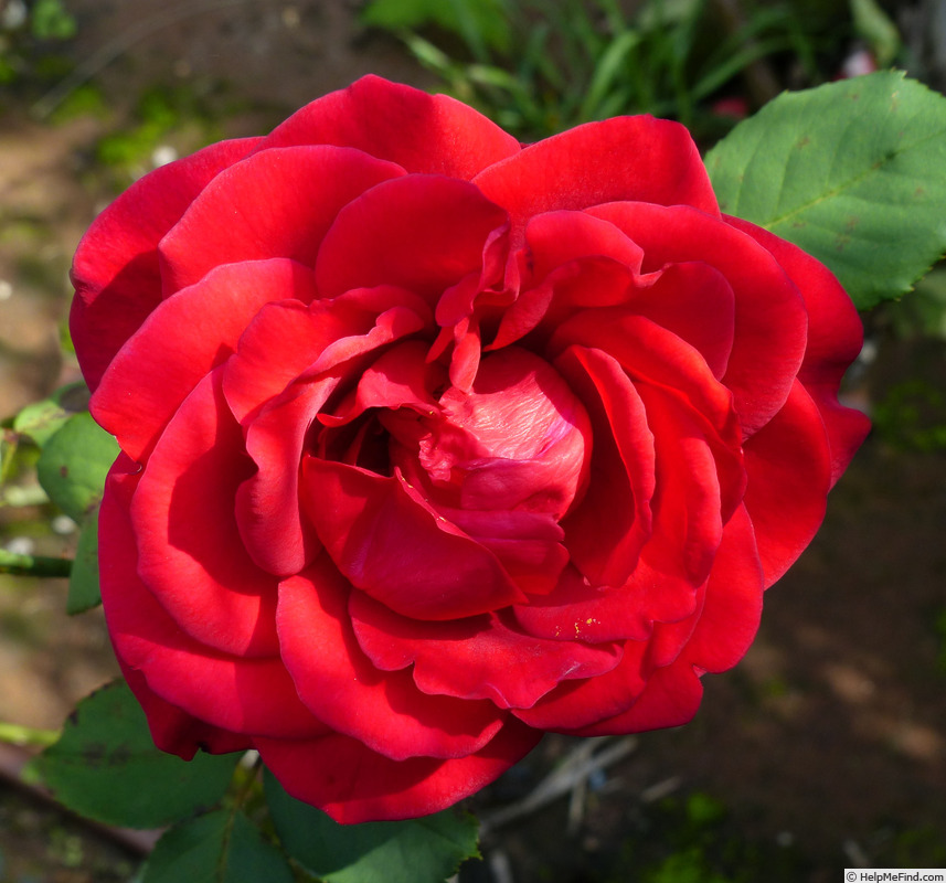 'Champs-Elysées ® (hybrid tea, Meilland, 1957)' rose photo