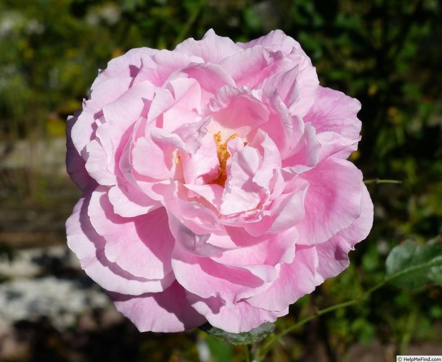 'Mrs R. G. S. Crawford' rose photo