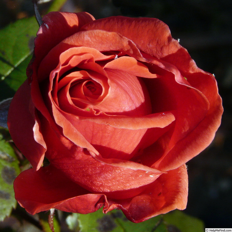 'Merveille de Gien' rose photo