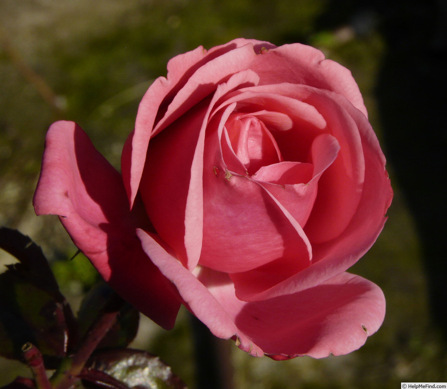 'Pink Perpétué (Large Flowered Climber, Gregory, 1965)' rose photo